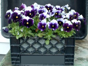 Buying Markdown Pansies