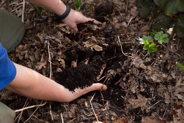 Lazy Gardening for Healthy Yards