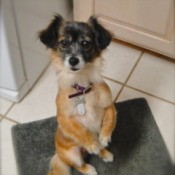 Dog sitting with front paws up.