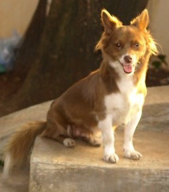 Small brown and white dog with medium hair and fluffy tail.