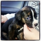 Black and tan puppy with white chest and blaze.