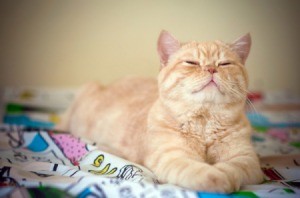 Cat Laying on Blanket