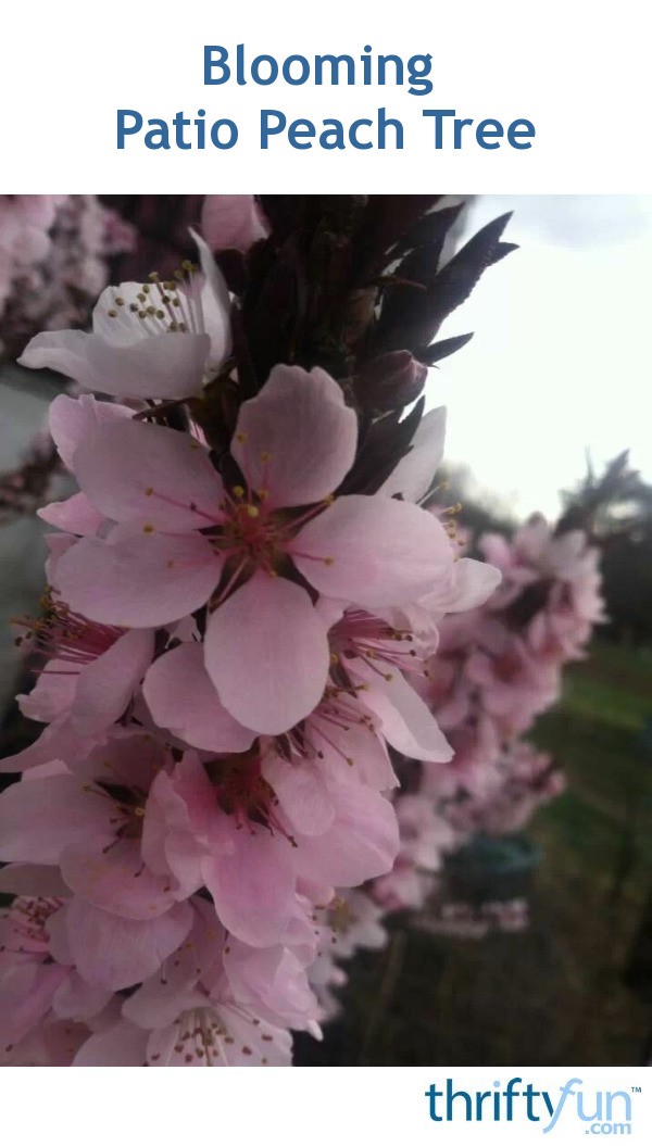 Blooming Patio Peach Tree ThriftyFun