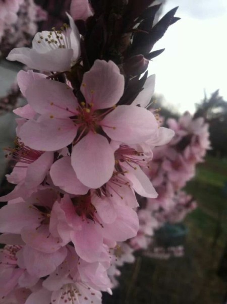 Blooming Patio Peach Tree