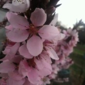 Blooming Patio Peach Tree