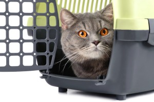 Cat in Carrier