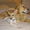 Sam (Rat Terrier) and Riley (Golden Retriever)