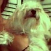 long haired small dog