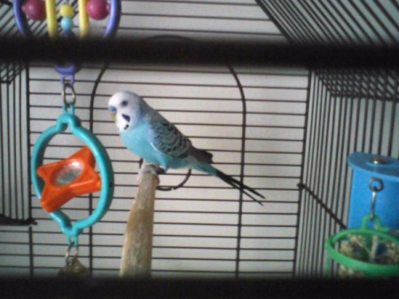 BlueBoy in a cage on perch.