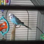 BlueBoy in a cage on perch.