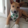 Brown puppy with shamrock scarf.