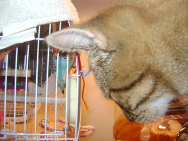 Cat looking into parakeet cage.