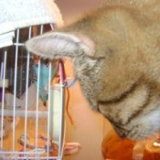 Cat looking into parakeet cage.