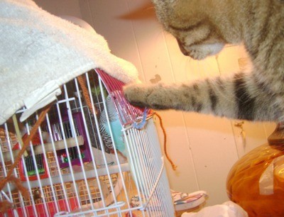 Cat pawing at cage.