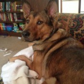 Brown dog with black markings.