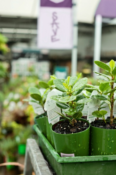 Plants in pots at a nursery.