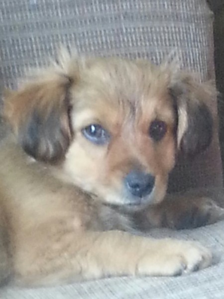 Brown puppy with black ear tips.