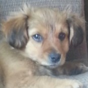 Brown puppy with black ear tips.