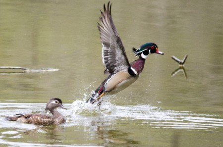 Wood Ducks (Sea Pines Wildlife Park, SC)