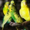 Parakeet/Budgies