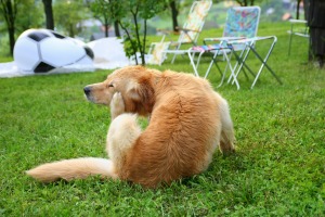 A dog sitting on the grass scratching at fleas.