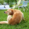 A dog sitting on the grass scratching at fleas.