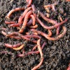 Worm Composting (Vermicomposting)