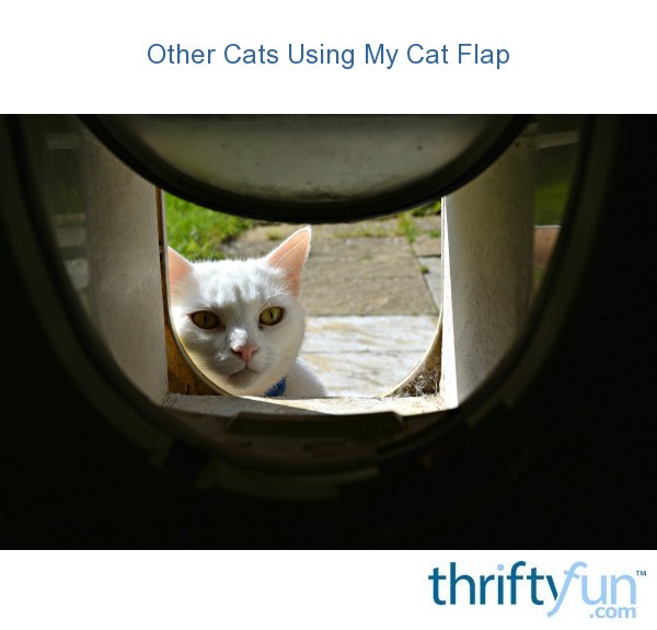 Other Cats Using My Cat Flap? ThriftyFun