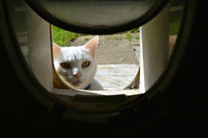 Cat Looking in Flap