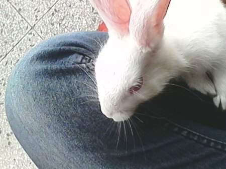 White rabbit.