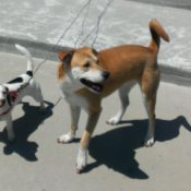 Tan and white dog standing next to a small dog.