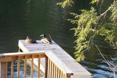 Ducks on a fishing pier.