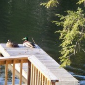 Ducks on a fishing pier.