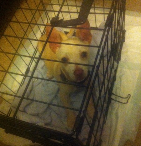 small dog in crate