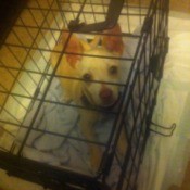 small dog in crate