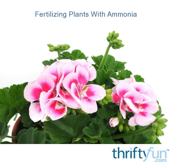 Fertilizing Plants With Ammonia ThriftyFun