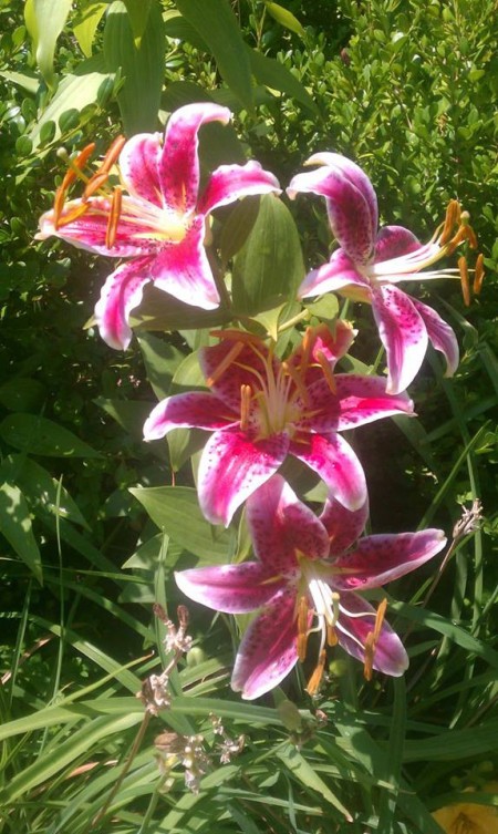 Stargazer lilies.