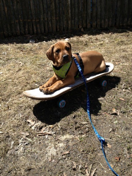 Dog lying on a skateboard.