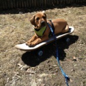 Dog lying on a skateboard.