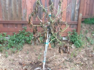 Transplanted avocado tree.