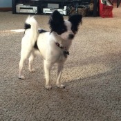 Dog standing on carpet in middle of room.