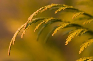 Arborvitae Turning Brown