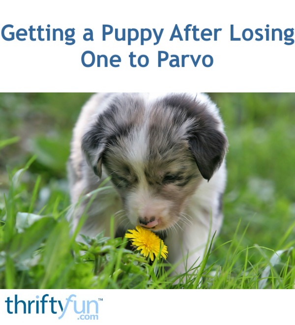 getting a new puppy after parvo