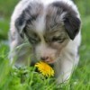 Puppy Smelling Flower
