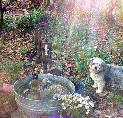 Tub with dog standing next to it.