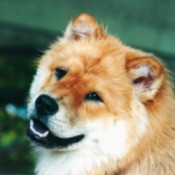 Chow looking dog.