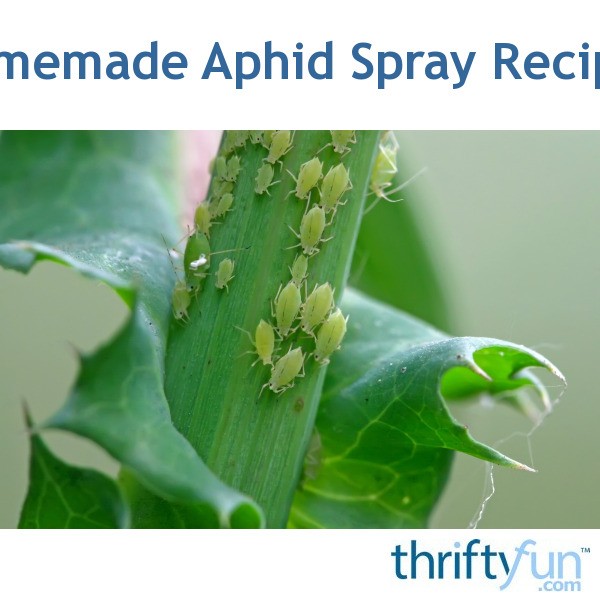 Homemade Aphid Spray Recipes | ThriftyFun