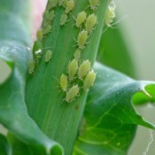 Aphids on a plant.