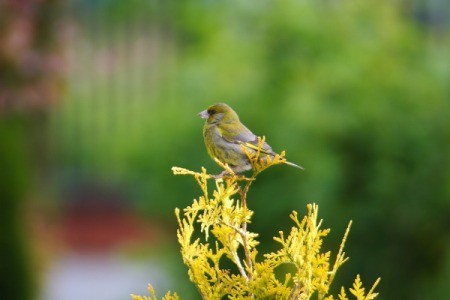 Garden Bird