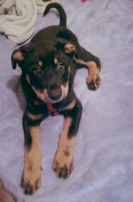 Black and tan puppy.